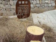 -五龙城郊森林公园
