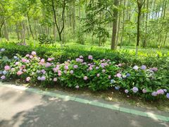 -合肥滨湖国家森林公园