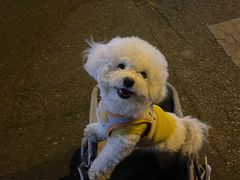 -中农大我爱我爱24h动物医院·中医针灸·猫专科·骨科医疗中心(双井店)
