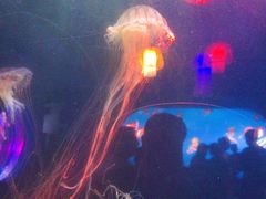 -太平洋海底世界