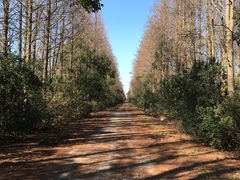 -上海海湾国家森林公园