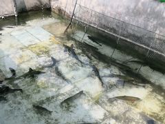 -北京龙庆四季香农家饭庄·灶台鱼·碳烤虹鳟鱼(龙庆峡店)