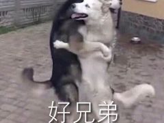 -新疆红柳花餐厅(新洲店)