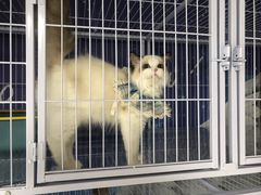 -喵百万·布偶·蓝金金渐层英短·猫舍(百子湾店)