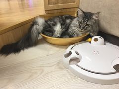 -猫和宫(六道口店)