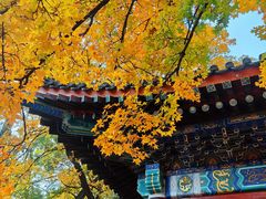 -那家小馆•北京菜•烤鸭(香山店)