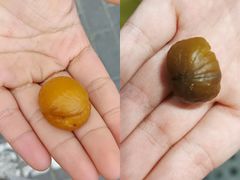 -秋栗香(地安门店)