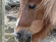 -神户市立六甲山牧场