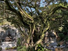 -宝莲禅寺