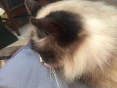 -猫色咖啡·猫咖
