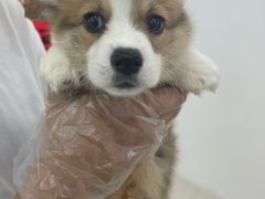 -翊宠yipet猫狗购宠庄园犬舍•猫舍