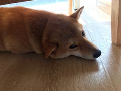 -南京Hallo宠物乐园·哈罗犬舍·柴犬繁育基地