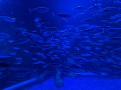 -太平洋海底世界