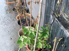 -三花屋 Mihhanaya