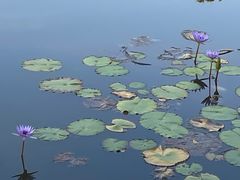 -东莞植物园