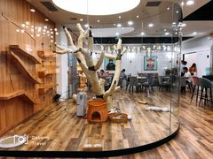 -袖虎·猫馆(体育西路店)