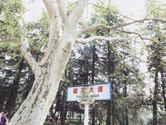 -武汉大学-樱园