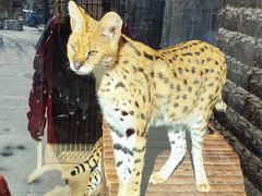 -石家庄市动物园