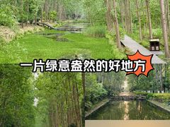 -合肥滨湖国家森林公园