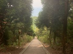 -江西阳明山国家森林公园