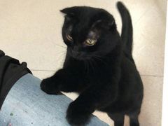 香草奥利奥-我爱猫咪·猫咖·狗咖·安哥拉兔·羊驼咖(小寨华旗店)
