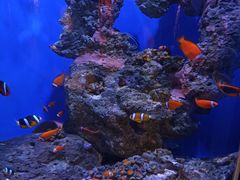 -海合安武汉极地海洋公园