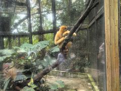 -海南热带野生动植物园
