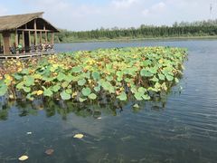 -溱湖国家湿地公园