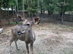 -清迈夜间动物园