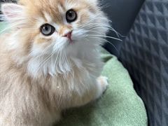 -艾吉宠物医院·疑难杂症转诊中心·猫友好(碧江路院)