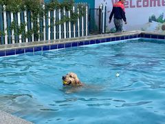 -趣玩宠物乐园寄养训犬训狗游泳池