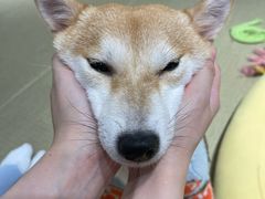 -逗柴咖啡屋·狗咖猫咖宠物桌游