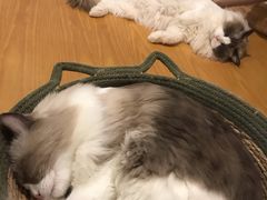 -猫にゃん · 猫的隐藏屋猫咖(麦地旗舰店)