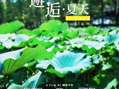 -陈家山荷花公园