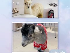 -怪兽屋·羊驼·猫咖·狗咖(俊华广场店)