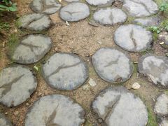 -西双版纳原始森林公园