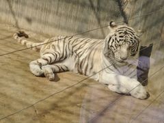 -石家庄市动物园