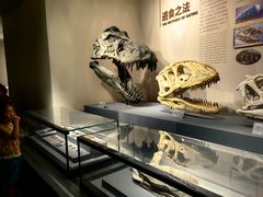 -自贡恐龙博物馆