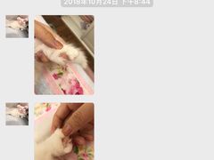 没事情就搞在猫睡觉时候还不放过-Bastet sally猫舍购宠(静安店)