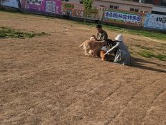 -趣玩宠物乐园寄养训犬训狗游泳池