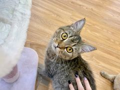 -COLOR PETS 撸猫馆·购猫·猫咖(长风大悦城店)