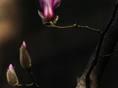 -东华门大街小区