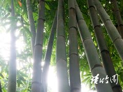 064副本-望江楼公园