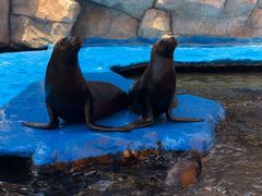 -华夏文旅海洋公园