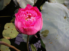 android_upload_pic-荷香居(洞企石路店)