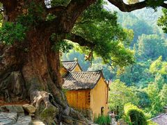 -杨家堂村