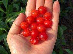 -樱桃山旅游景区