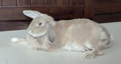 -润泽瑞尼丝医疗美容医院