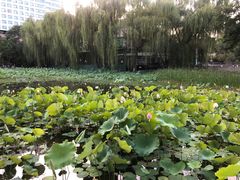 -莲湖公园