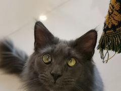 -平行世界·猫咖(首经贸店)